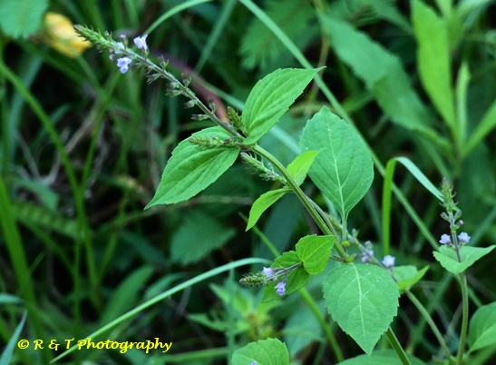 {Mosla dianthera}